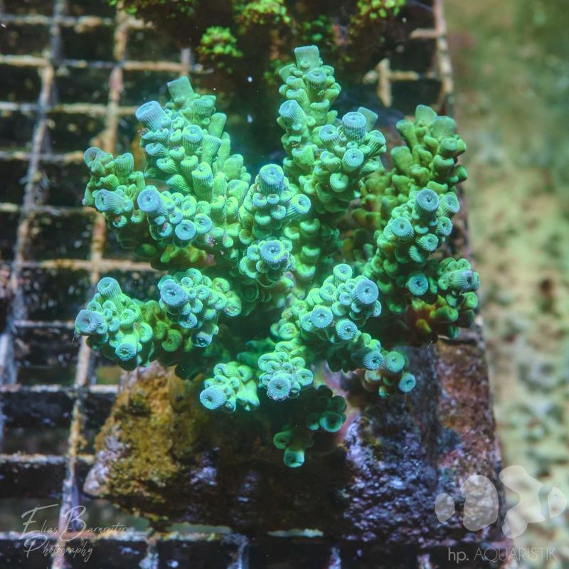 Acropora XL